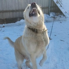 Иса Исаев, 07.07.1986, Астрахань