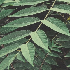 Юлия Гуреева, 01.12, Макеевка