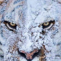 Аскер Жуков, 29.01, Баксан