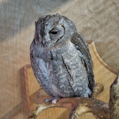 Татьяна Филипова, Челябинск