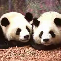 Дамир Әбілбек, 03.01.1990, Алматы