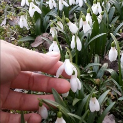 Малика Кагерманова, Грозный