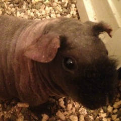 Антон Зеленов, 03.12.1976, Москва