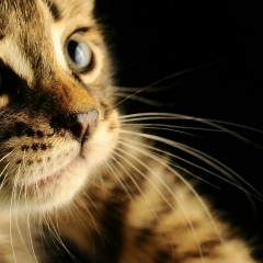 Віка Остапів, 02.02, Bordeaux