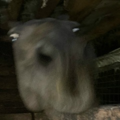 Олеся Голик, Санкт-Петербург