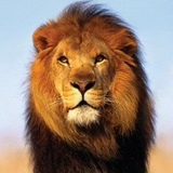 Боссов Директорович, 22.07