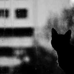 Tr Pr, 19.04.1943, Санкт-Петербург