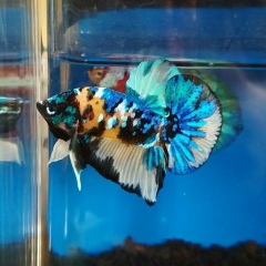 Kamp Kmc, 12.05.1986, Nakhon Si Thammarat