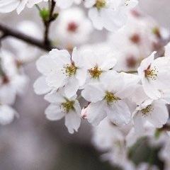Вікуша Котова, Львов