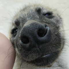 Jennifer Lopez, 19.09