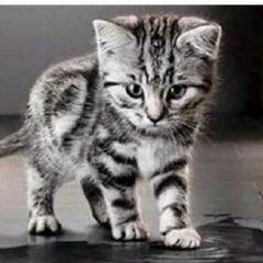 Глеб Ватутин