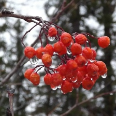 Нюргустан Бысыин, 09.01