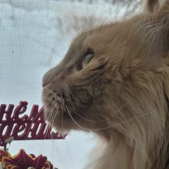 Кира Борисовна, 02.10, Санкт-Петербург