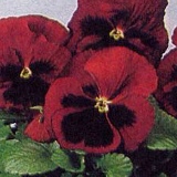 Виолета Грейцюн, 05.06.1987, Вильнюс