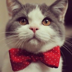 Сацита Хамидова, 15.12