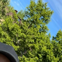 Ваган Мартиросян, 18.09.2008, Новосибирск