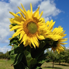 Марина Суржек, 23.12