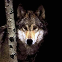 Софья Ананьева