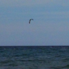 Нинель Гришкова, Королёв