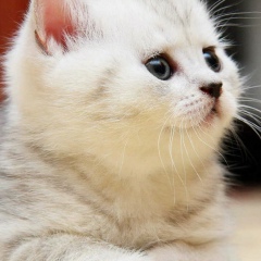 Станислав Лацабидзе, 20.01.1985, Санкт-Петербург