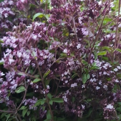 Регина Ракипова, 18.05, Шымкент