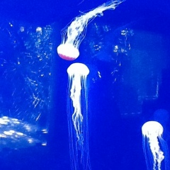 Екатерина Альперович, 15.04.1981, Москва