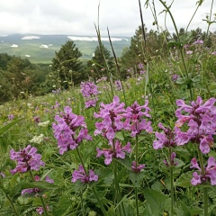 Диана Диана, 01.08.1901