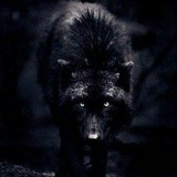 Муслим Дадаев