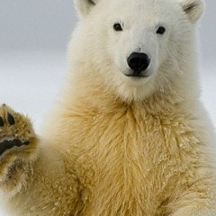 Константин Ларичев, Сыктывкар