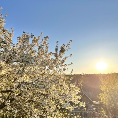 Rina Rina, Los Angeles