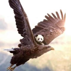 Ibragim Chipchikov, 17.11.2008, Алматы