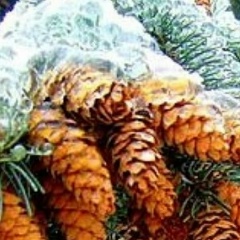Наталия Богданова, 20.12, Алматы