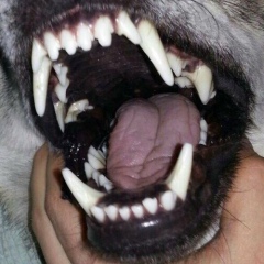 Erlan Janibekov, 08.11.1993, Астана