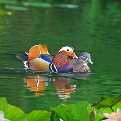 Юлия Чекова, Ижевск