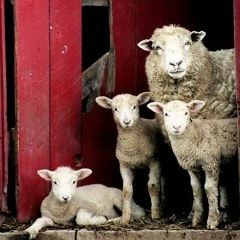 Sheep Merinos
