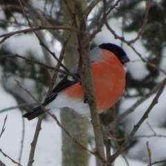 Валентина Назарова, 08.12.1951, Савинский