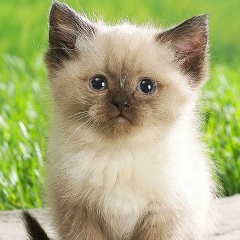 Мария Коробкова, 12.10, Санкт-Петербург