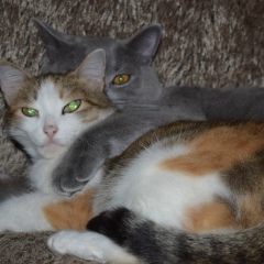 Alexandr Chaika, 26.05.1972, Петропавловск