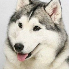 Виола Донич, 01.02, Одесса