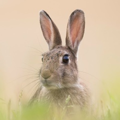 Андрій Заяць, Львов