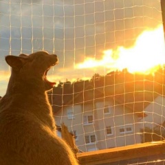 Роман Булахов, 14.02.1984, Балашиха