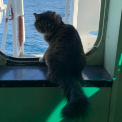 Илья Смирнов, Корсаков