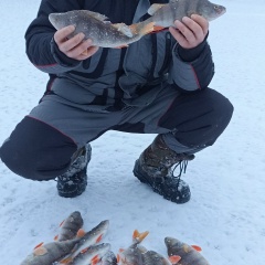 Сергей Мардаровский, Серов
