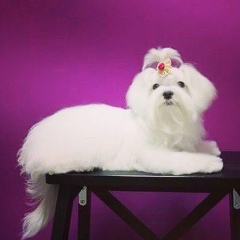 Ольга Светличная, 22.04, Харьков