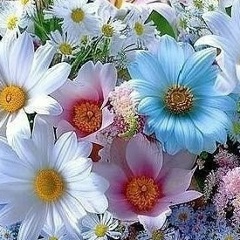 Татьяна Чиронова, Санкт-Петербург