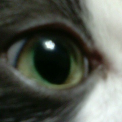 Серж Теронтино, 01.04, Душанбе