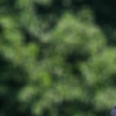 Саша Разумов, Могилёв