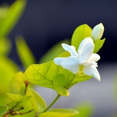 War King, 21.05.2004