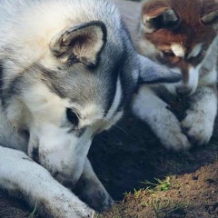 Christine Khanoyan, Ереван