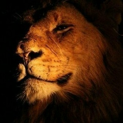 Денис Шаповалов, 06.08.1920, Алматы